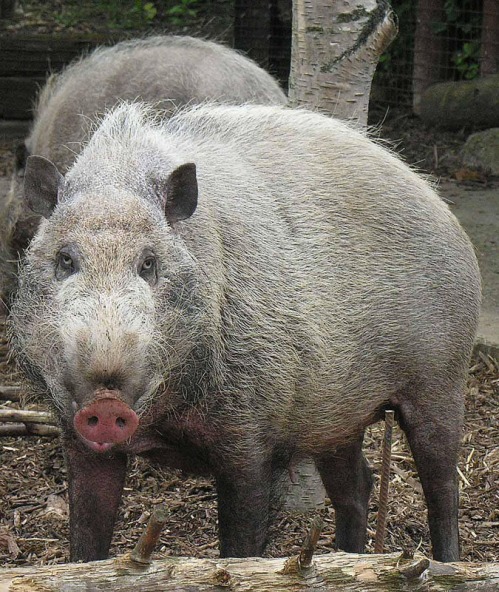 Dick Culbert from Gibsons, B.C., Canada - Sus Barbatus, the Bornean Bearded Pig